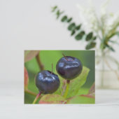 Ripe huckleberries im Flathead National 2 Postkarte (Stehend Vorderseite)