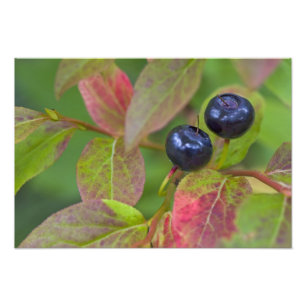 Ripe huckleberries im Flathead National Fotodruck