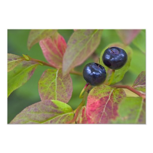 Ripe huckleberries im Flathead National Fotodruck (Vorne)