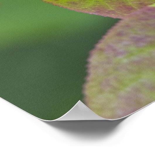 Ripe huckleberries im Flathead National Poster (Ecke)