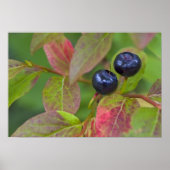 Ripe huckleberries im Flathead National Poster (Vorne)