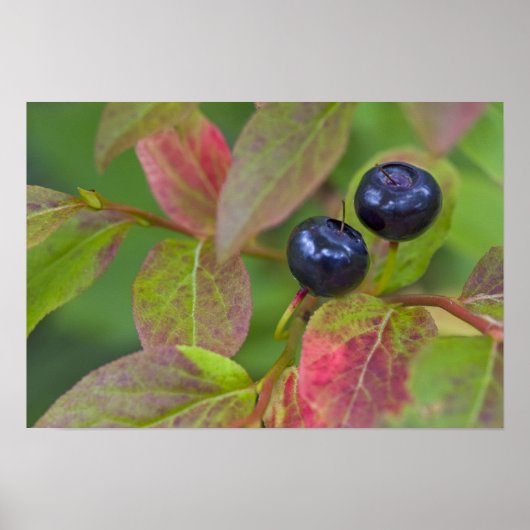 Ripe huckleberries im Flathead National Poster (Vorne)