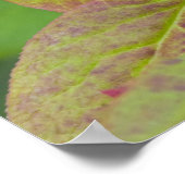 Ripe huckleberries im Flathead National Poster (Ecke)