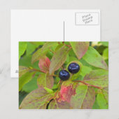 Ripe huckleberries im Flathead National Postkarte (Vorne/Hinten)