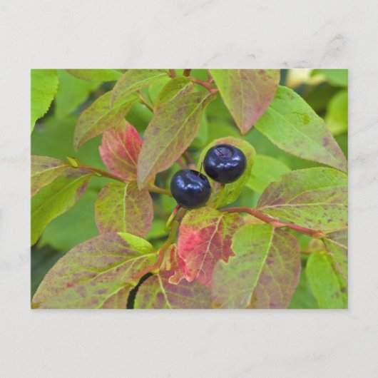Ripe huckleberries im Flathead National Postkarte (Vorderseite)