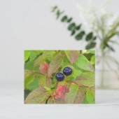 Ripe huckleberries im Flathead National Postkarte (Stehend Vorderseite)