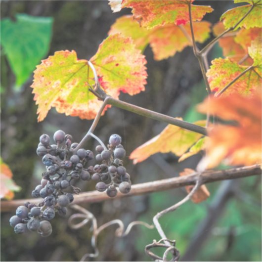 Ripe Isabella Traube Aufkleber (Vorderseite)