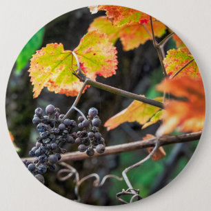 Ripe Isabella Traube Button