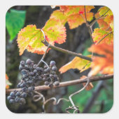 Ripe Isabella Traube Quadratischer Aufkleber (Vorderseite)