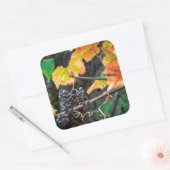 Ripe Isabella Traube Quadratischer Aufkleber (Umschlag)