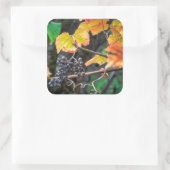 Ripe Isabella Traube Quadratischer Aufkleber (Tasche)