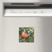 Ripe Pomegranat auf dem grünen Shrub Magnet (In Situ (Geschirrspüler))