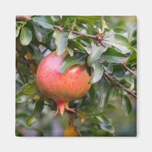 Ripe Pomegranat auf dem grünen Shrub Magnet (Vorne)