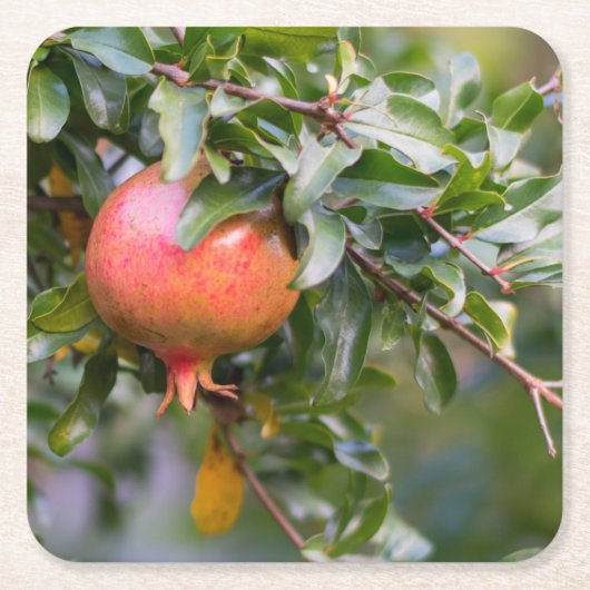 Ripe Pomegranat auf dem grünen Shrub Rechteckiger Pappuntersetzer (Vorderseite)