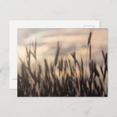 Ripe Rye bei Sonnenuntergang Postkarte (Vorne/Hinten)