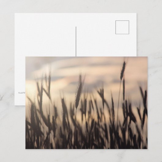 Ripe Rye bei Sonnenuntergang Postkarte (Vorne/Hinten)
