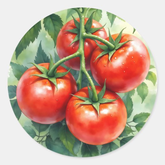 Ripe Tomato Vine Watercolor Fresh Runder Aufkleber (Vorderseite)