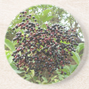 Ripening Elderberries Coasters Untersetzer