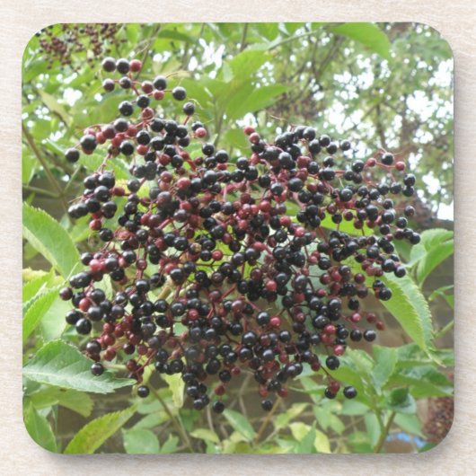 Ripening Elderberries Cork Untersetzer (Vorderseite)