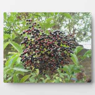 Ripening Elderberries Plaque Fotoplatte