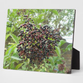 Ripening Elderberries Plaque Fotoplatte (Seite)