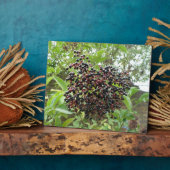 Ripening Elderberries Plaque Fotoplatte (Seite)