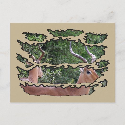 Ripped Wildlife Impala Mirror Feiertagspostkarte (Vorderseite)