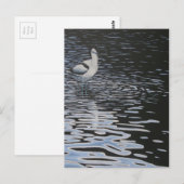 Ripples und ein Avocet dagegen Postkarte (Vorne/Hinten)