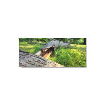 Risse und in Schamlippen