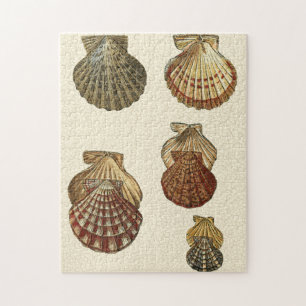 Rissige antike Muscheln Puzzle
