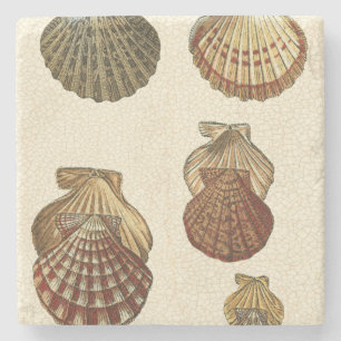Rissige antike Muscheln Steinuntersetzer