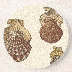 Rissige antike Muscheln Untersetzer