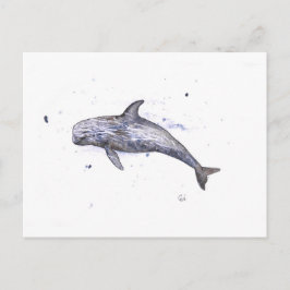 Risso Dolphin Illustration Postkarte