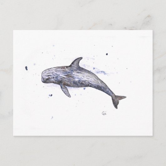 Risso Dolphin Illustration Postkarte (Vorderseite)