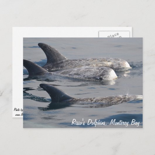 Rissos Delphine Postkarte (Vorne/Hinten)