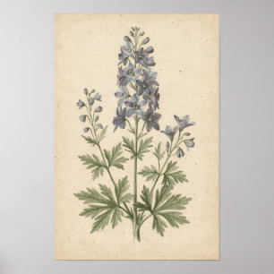 Rittersporn Botanische Studie auf Elfenbein Poster
