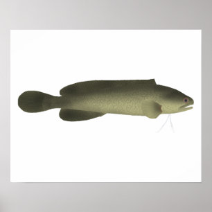 River Blackfish Print, Value Poster Paper (Matte)