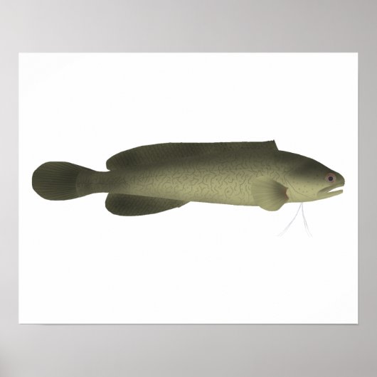 River Blackfish Print, Value Poster Paper (Matte) (Vorne)