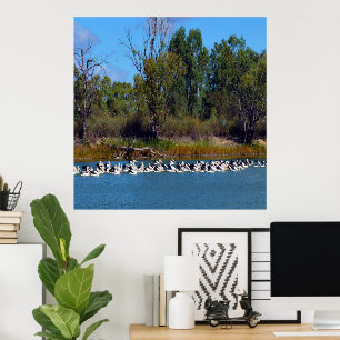 "River Murray's Fischer: Ein Pelikan-Treffen" Poster