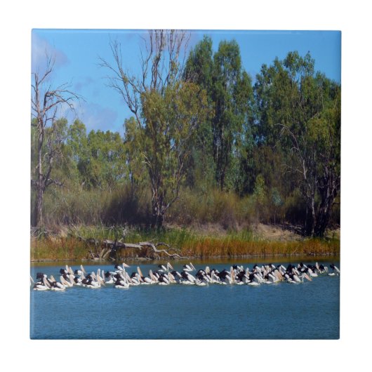 "River Murray's Fishermen: A Pelican Ansammlung" Fliese (Vorderseite)