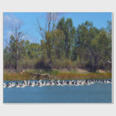 "River Murray's Fishermen: A Pelican Ansammlung" Geschenkpapier (Flach)