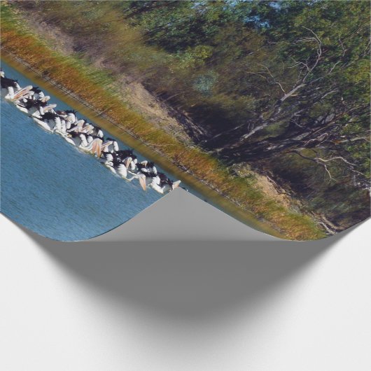 "River Murray's Fishermen: A Pelican Ansammlung" Geschenkpapier (Ecke)