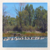 "River Murray's Fishermen: A Pelican Ansammlung" Glasuntersetzer (Vorderseite)