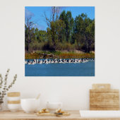 "River Murray's Fishermen: A Pelican Ansammlung" Poster (Küche)