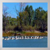 "River Murray's Fishermen: A Pelican Ansammlung" Poster (Vorne)