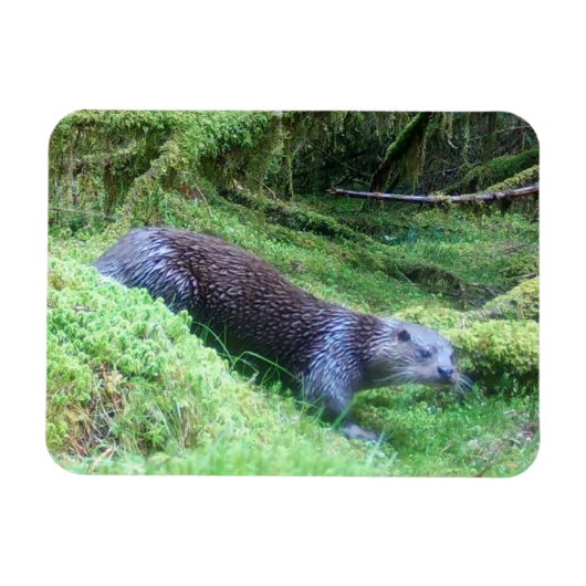 River Otter Tranquil Waterside Animal Art Nature  Magnet (Horizontal)