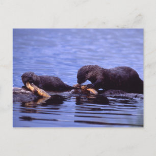 River Otters Wildlife Series # 15 Postcard Postkarte
