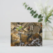 River Rocks Cement Blocks und Mangrove Seedling Postkarte (Stehend Vorderseite)