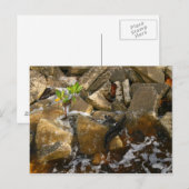 River Rocks Cement Blocks und Mangrove Seedling Postkarte (Vorne/Hinten)