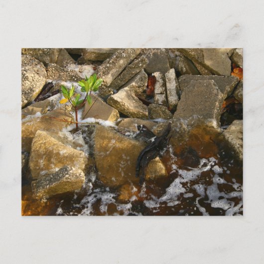 River Rocks Cement Blocks und Mangrove Seedling Postkarte (Vorderseite)